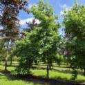 Liquidambar Styraciflua - Foto 3