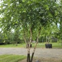 Betula nigra - 5