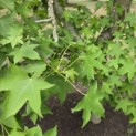 Liquidambar styraciflua op voetstam - Foto 1