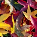 Liquidambar styraciflua - Foto 1