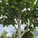 Magnolia 'Wada's Memory' - Foto 4
