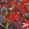 Acer palmatum Masu-kagami - 1