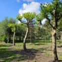Platanus x hispanica - Foto 7