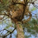 Pinus sylvestris - Foto 1