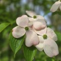 Cornus kousa 'Stellar Pink' - 5