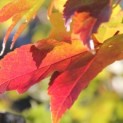 Acer Rubrum 'Brandywine' - Foto 2