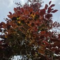 Fagus sylvatica 'Atropunicea' - 1