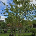Parrotia persica - 1