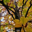 830 rode beuk