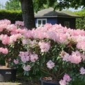 Rhododendron Yakusmani 'Marlis' - 1