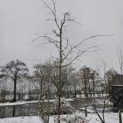 Quercus cerris 'Marmor Star' - 2025