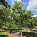 Acer palmatum - Foto 3