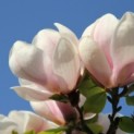 Magnolia 'Soulangeana' - 1