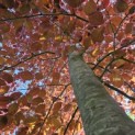 Fagus sylvatica 'Atropunicea' - Foto 6