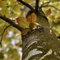 Fagus sylvatica 'Atropunicea' - mei 2024