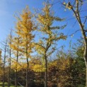 Ginkgo biloba - Foto 1