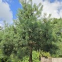 Pinus sylvestris - Foto 2