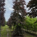 Fagus sylvatica 'Atropunicea' - juni 2026