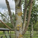 Sorbus 'Dodong' - Foto 1