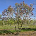 Magnolia 'Susan' - 1