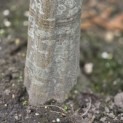 Carpinus betulus - Foto 1