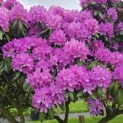 Rhododendron Roseum Elegans - 6