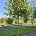 Prunus laurocerasus 'Novita' - 1