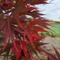 Acer palmatum Masu-kagami - 2