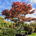 Acer palmatum 'Atropurpureum' - 1
