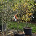 Amelanchier lamarckii - 2