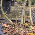 Amelanchier lamarckii - 3