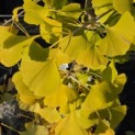 Ginkgo biloba fastigiata 'Blagon' - impressie foto herfstverkleuring