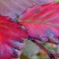 Fagus sylvatica 'Atropunicea' - impressie bruine/rode beuk herfst