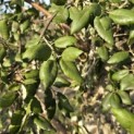Quercus Suber - 9