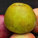Malus domestica 'Schone van Boskoop' - goudreinet