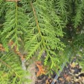 Thuja occidentalis 'Brabant' - Foto 1