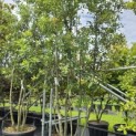Quercus ilex - 2