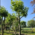 Platanus x Hispanica - 2