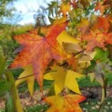 Liquidambar styraciflua - Foto 1
