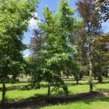 Liquidambar Styraciflua - 1