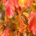 Parrotia persica - 1