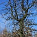 Liquidambar styraciflua - 2
