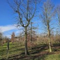 Liquidambar styraciflua - februari 2026