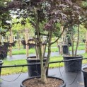 Acer palmatum 'Bloodgood' - Foto 5