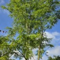 Gleditsia triacanthos ‘Inermis’ - Foto 1