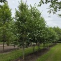 Tilia x europaea 'Euchlora' - 2