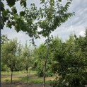 Prunus avium 'Bigarreau Burlat' - Foto 1