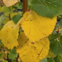 Tilia cordata 'Winter Orange' - Foto 4