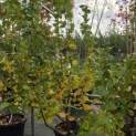 Tilia cordata 'Winter Orange' - Foto 3