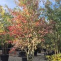 Quercus Phellos - Foto 1